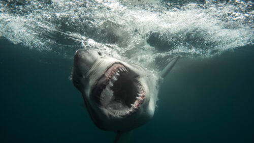 Shark Week 2026 Complete Rundown: The Wildest Shows You Can’t Miss