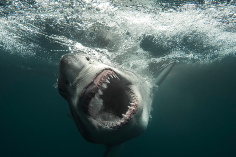 Shark Week 2026 Complete Rundown: The Wildest Shows You Can’t Miss